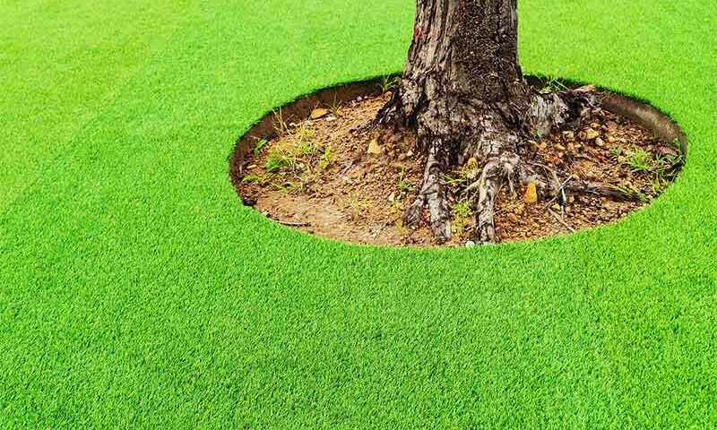 Auckland Artificial Grass Around Tree